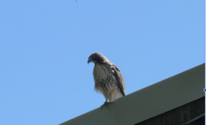 Raptor